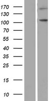 ls338321 nlrp9 human over expression lysates nm 176820 wb testing 1