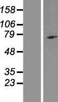 ls338322 nlrp10 human over expression lysates nm 176821 wb testing 1