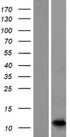 NICE2 (S100A7A) Human Over-expression Lysates NM_176823