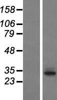 ls338398 tas2r60 human over expression lysates nm 177437 wb testing 1