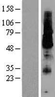 KCNK18 Human Over-expression Lysates NM_181840