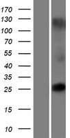 ls338661 tmem225 human over expression lysates nm 001013743 wb testing 1