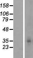 ls338674 or5f1 human over expression lysates nm 003697 wb testing 1