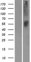 ls338751 or52l1 human over expression lysates nm 001005173 wb testing 1