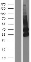 ls338773 tmem119 human over expression lysates nm 181724 wb testing 1