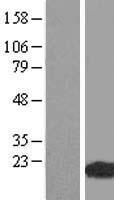ls339005 whammp3 human over expression lysates nm 001045545 wb testing 1