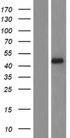 METTL2A Human Over-expression Lysates NM_181725