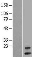 OXLD1 Human Over-expression Lysates NM_001039842