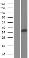 ls339230 cc137 ccdc137 human over expression lysates nm 199287 wb testing 1