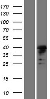 ls339287 msl1 human over expression lysates nm 001012241 wb testing 1