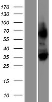 ls339291 lrrc30 human over expression lysates nm 001105581 wb testing 1