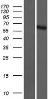 ADAMTSL5 Human Over-expression Lysates NM_213604