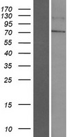 LINGO4 Human Over-expression Lysates NM_001004432