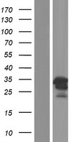 C1orf174 Human Over-expression Lysates NM_207356