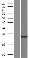 ls339453 tmem240 human over expression lysates nm 001114748 wb testing 1