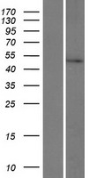 ls339779 c2orf53 prr30 human over expression lysates nm 178553 wb testing 1