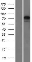 ls339855 ky human over expression lysates nm 178554 wb testing 1