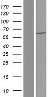 ls339896 gadl1 human over expression lysates nm 207359 wb testing 2