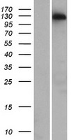 ls339965 ccdc158 human over expression lysates nm 001042784 wb testing 1