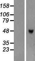 ls339976 triml1 human over expression lysates nm 178556 wb testing 1