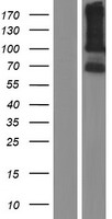 ls339977 lrrc66 human over expression lysates nm 001024611 wb testing 1