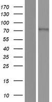 SLC6A19 Human Over-expression Lysates NM_001003841