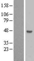 ls340069 fam170a human over expression lysates nm 182761 wb testing 1