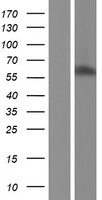 UNCX Human Over-expression Lysates NM_001080461