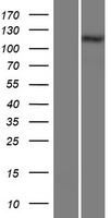 Collagen alpha 1(XXVIII) chain (COL28A1) Human Over-expression Lysates NM_001037763