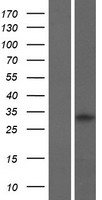 ls340277 c7orf46 fam221a human over expression lysates nm 001127364 wb testing 1