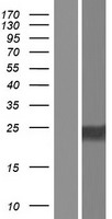 ls340277 c7orf46 fam221a human over expression lysates nm 001127365 wb testing 2
