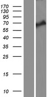 ls340359 klhl38 human over expression lysates nm 001081675 wb testing 1