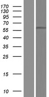 ls340441 potea human over expression lysates nm 001002920 wb testing 1