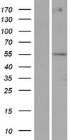 ls340441 potea human over expression lysates nm 001005365 wb testing 2