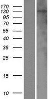 ls340527 nhsl2 human over expression lysates nm 001013627 wb testing 1