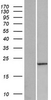 PABPC1L2A Human Over-expression Lysates NM_001012977
