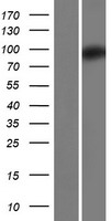 ls340554 zc3h12b human over expression lysates nm 001010888 wb testing 1