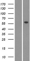 ls340665 cyp26c1 human over expression lysates nm 183374 wb testing 1