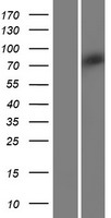 ls340706 vwa2 human over expression lysates nm 198496 wb testing 1