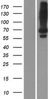 ls340745 lrit2 human over expression lysates nm 001017924 wb testing 1