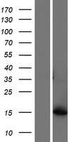 ls340811 akr1cl1 akr1c8p human over expression lysates nm 001007536 wb testing 1