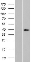 ls341019 dcdc1 human over expression lysates nm 181807 wb testing 2