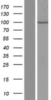 ls341019 dcdc5 human over expression lysates nm 020869 wb testing 1