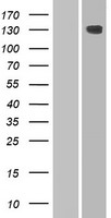 ls341208 hephl1 human over expression lysates nm 001098672 wb testing 1
