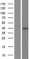ls341346 c12orf70 smco2 human over expression lysates nm 001145010 wb testing 1