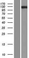 ls341350 ovch1 human over expression lysates nm 183378 wb testing 1
