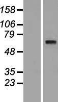 SYT10 Human Over-expression Lysates NM_198992