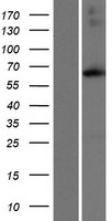 ACSM4 Human Over-expression Lysates NM_001080454