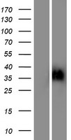 ls341416 or6c2 human over expression lysates nm 054105 wb testing 1