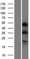 ls341418 or6c4 human over expression lysates nm 001005494 wb testing 1